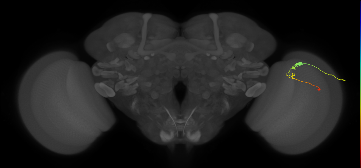 C3_R (JRC_OpticLobe:48133)