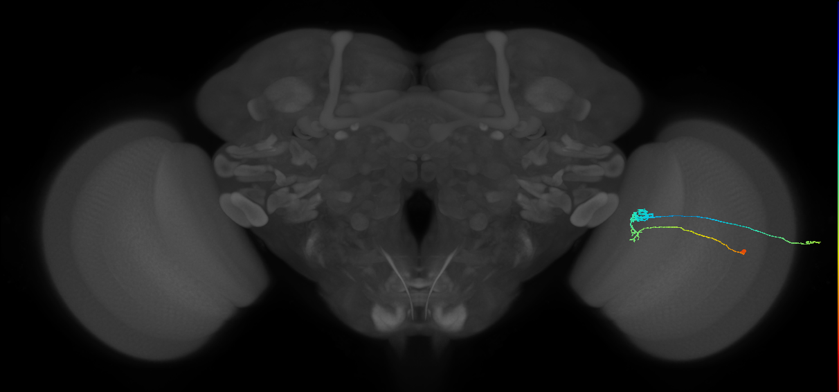 C3_R (JRC_OpticLobe:55642)