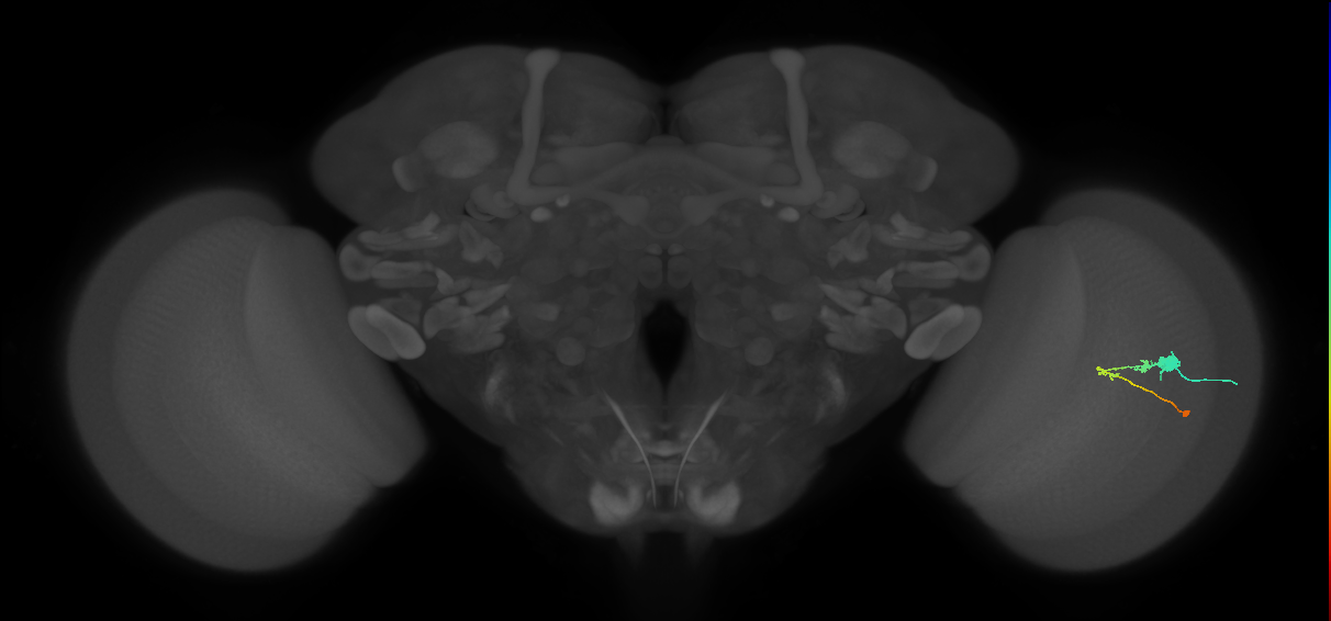 C3_R (JRC_OpticLobe:53577)