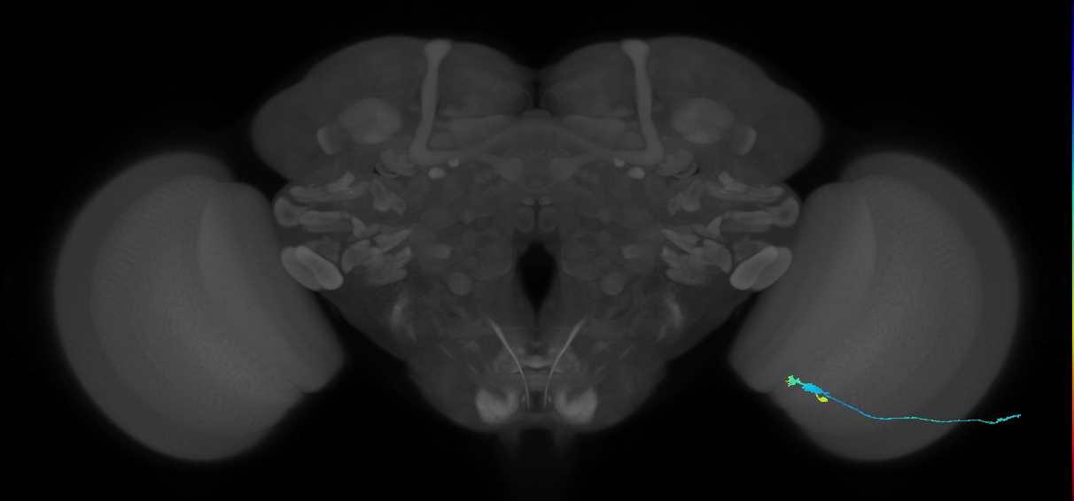 C3_R (JRC_OpticLobe:65323)