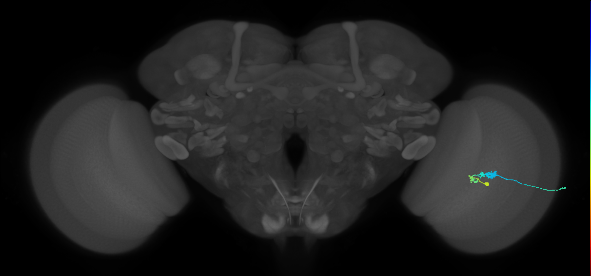 C3_R (JRC_OpticLobe:221992964)