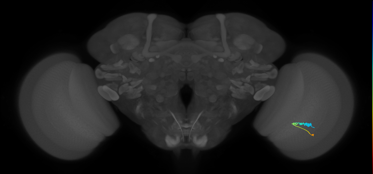 C3_R (JRC_OpticLobe:60060)