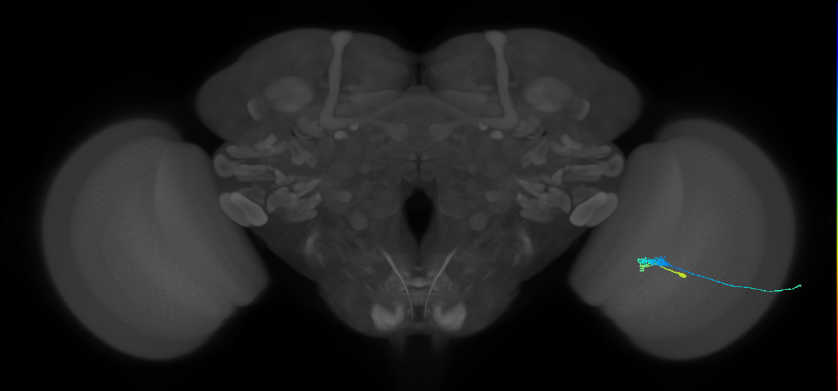 C3_R (JRC_OpticLobe:63484)