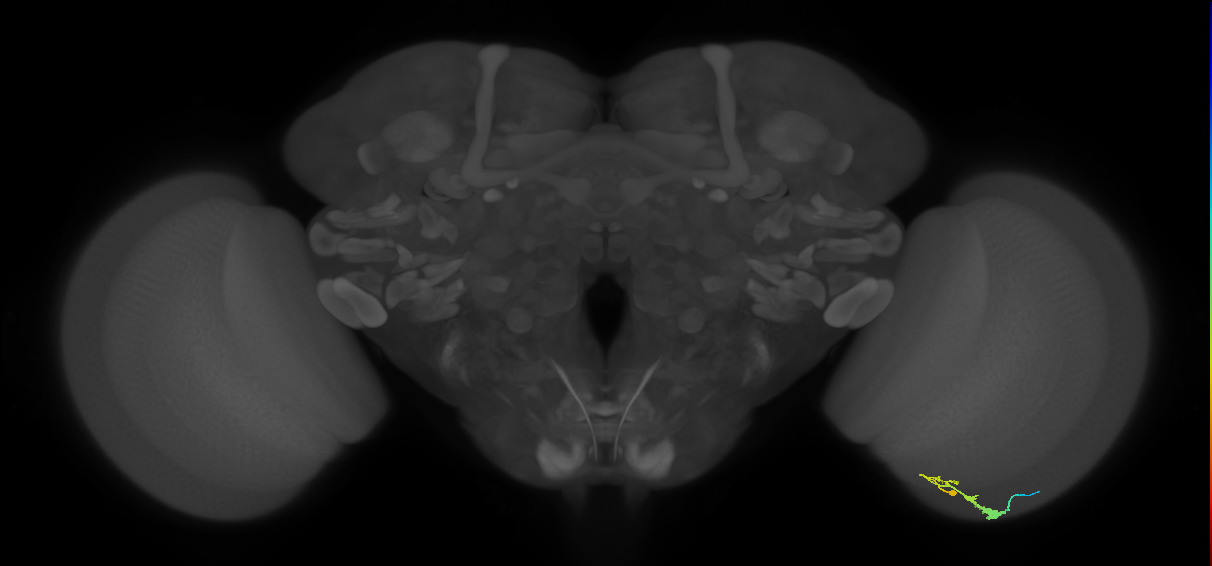 C3_R (JRC_OpticLobe:69951)