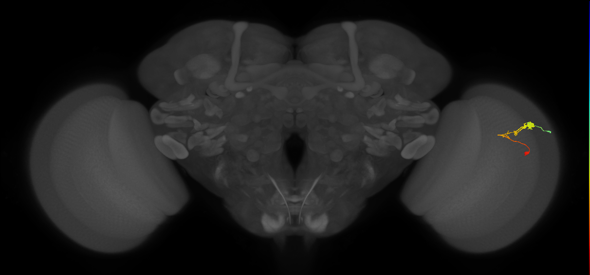 C3_R (JRC_OpticLobe:62825)