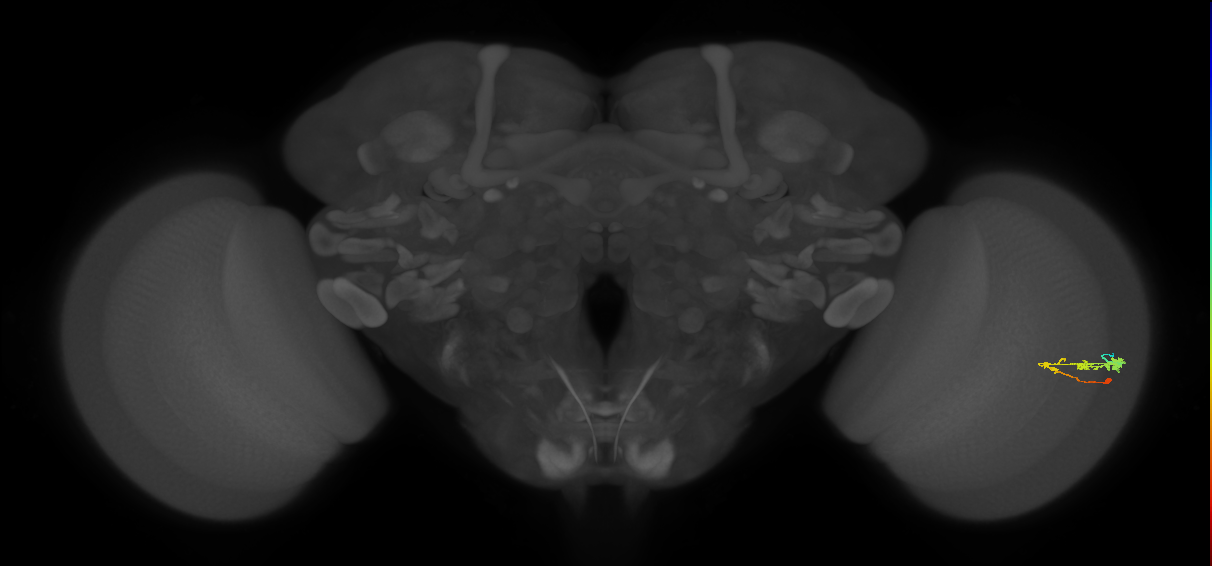 C3_R (JRC_OpticLobe:59722)