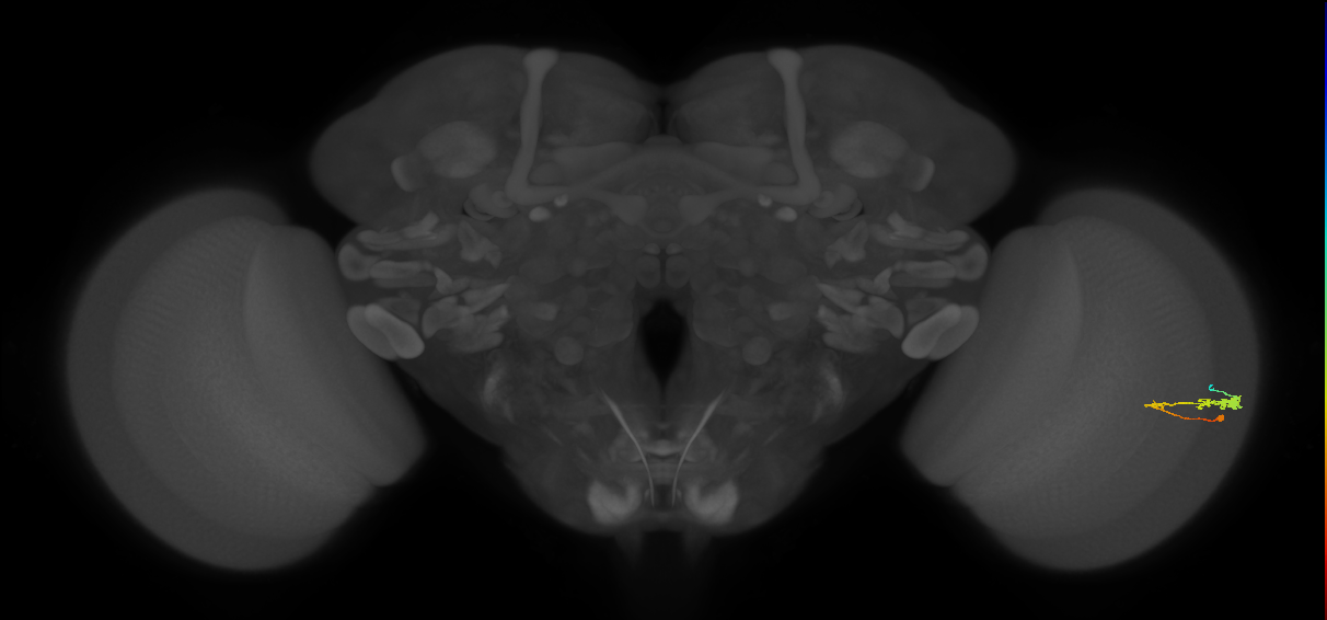 C3_R (JRC_OpticLobe:56611)