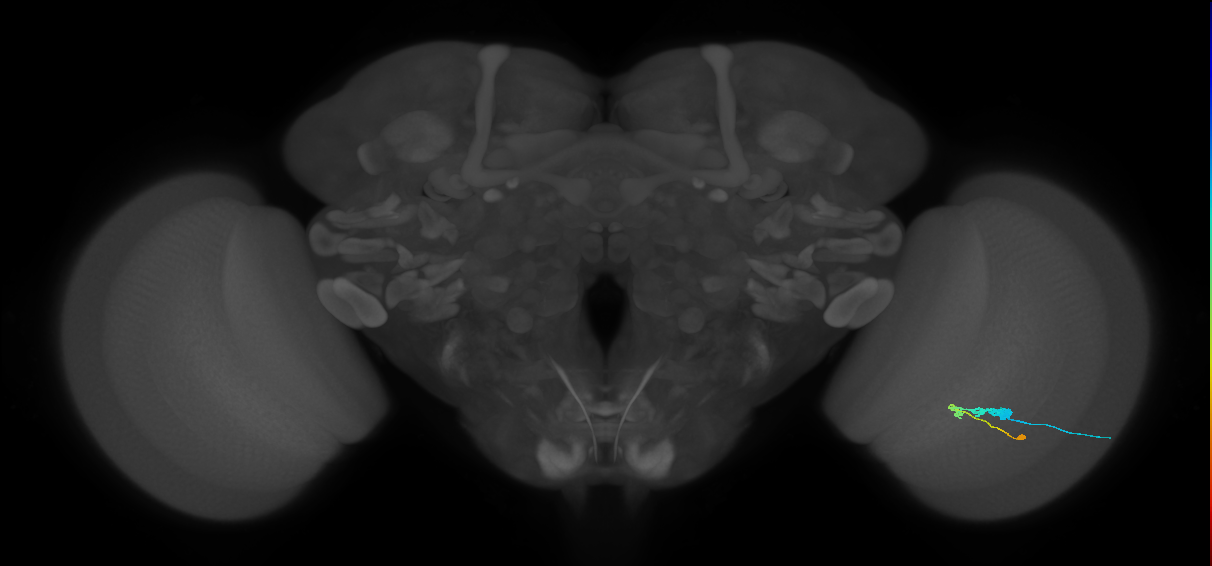 C3_R (JRC_OpticLobe:58380)
