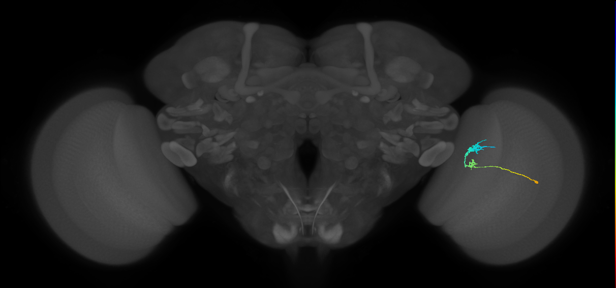 C3_R (JRC_OpticLobe:80770)