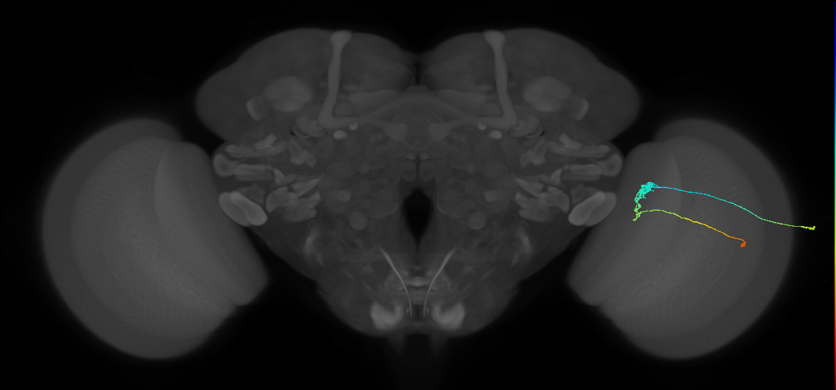 C3_R (JRC_OpticLobe:63815)