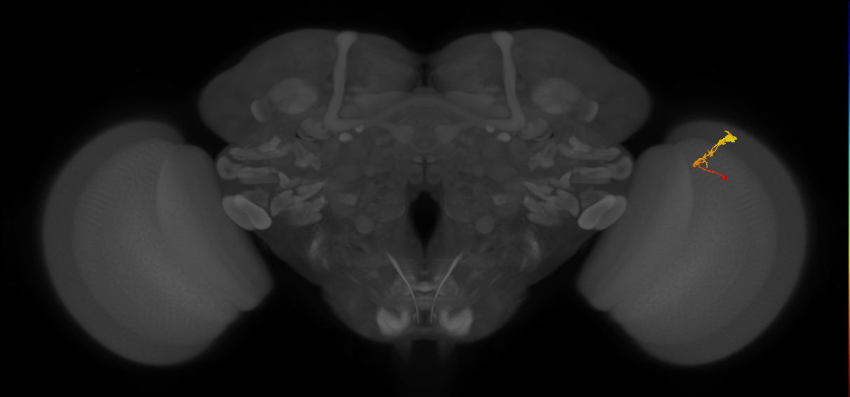 C3_R (JRC_OpticLobe:61910)