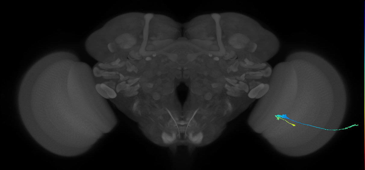 C3_R (JRC_OpticLobe:67306)