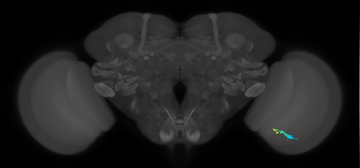 C3_R (JRC_OpticLobe:64572)