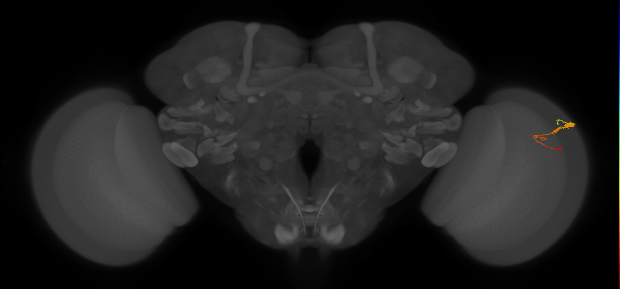 C3_R (JRC_OpticLobe:70782)