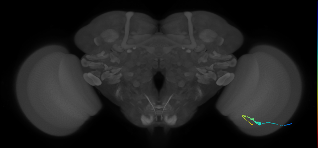 C3_R (JRC_OpticLobe:58391)