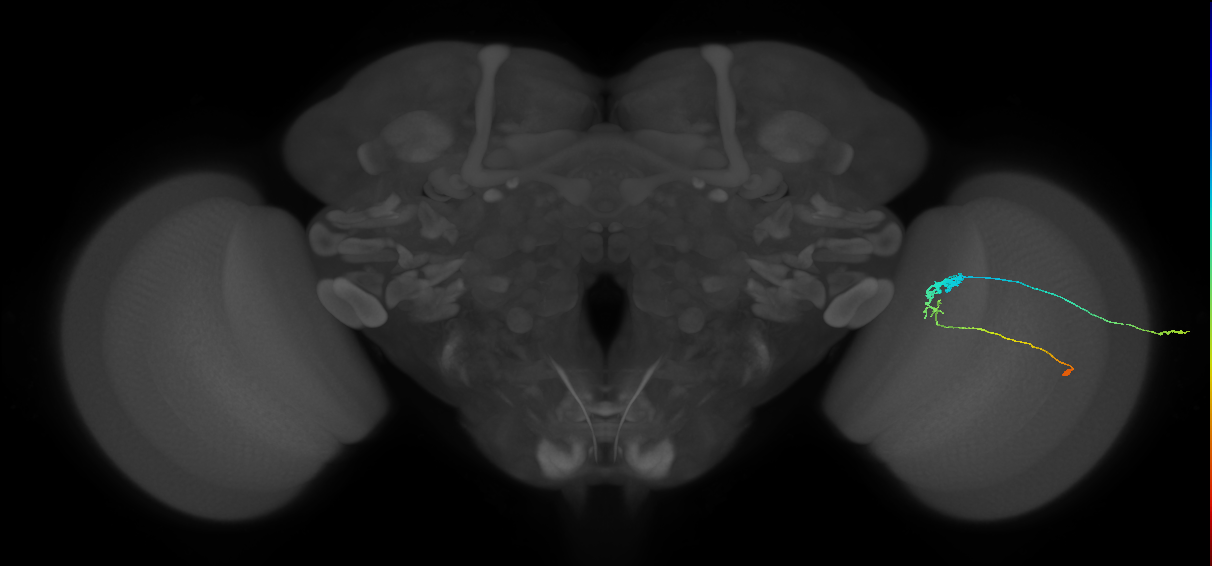 C3_R (JRC_OpticLobe:51161)