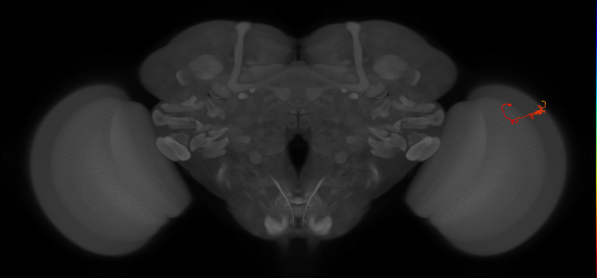 C3_R (JRC_OpticLobe:86582)