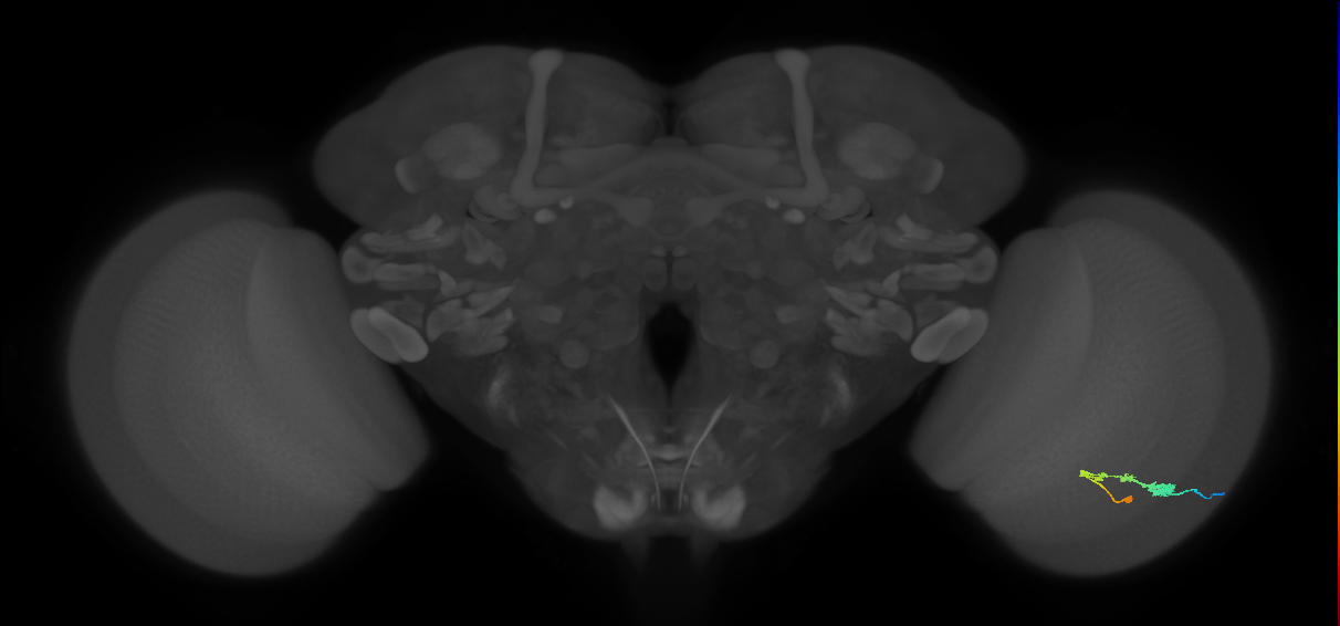 C3_R (JRC_OpticLobe:55417)