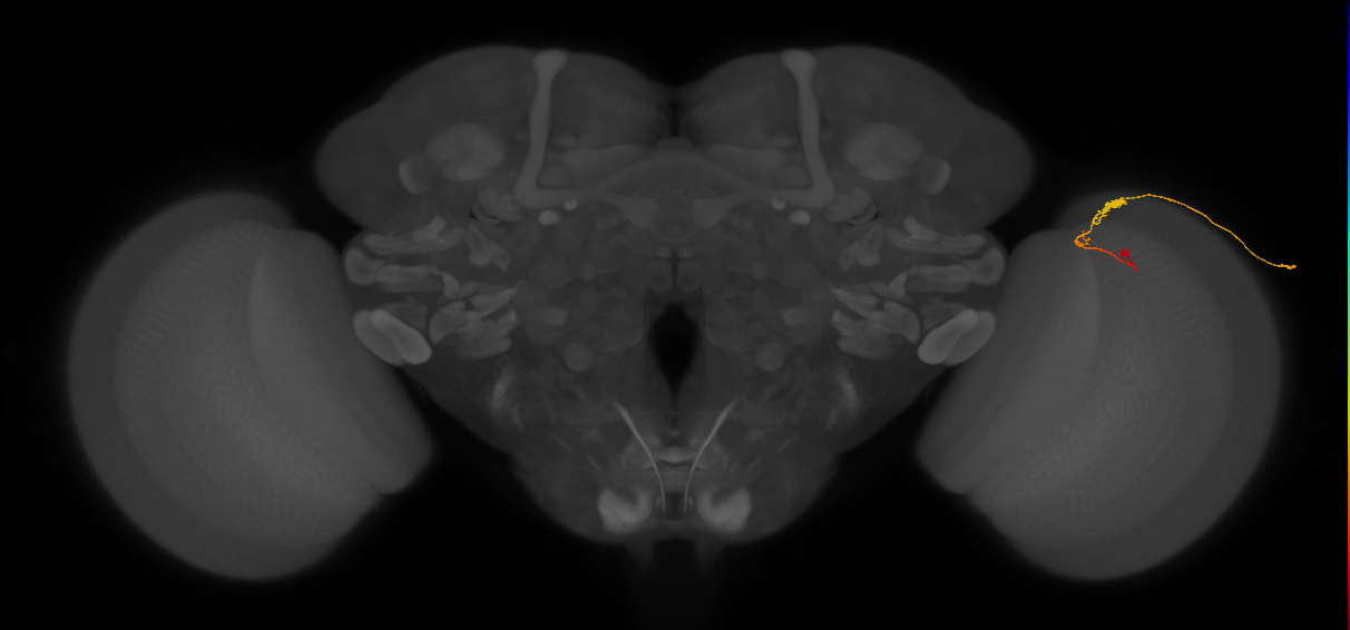 C3_R (JRC_OpticLobe:70041)