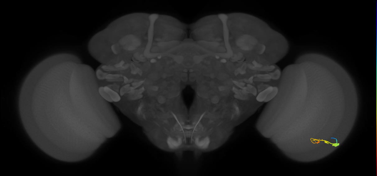 C3_R (JRC_OpticLobe:54790)