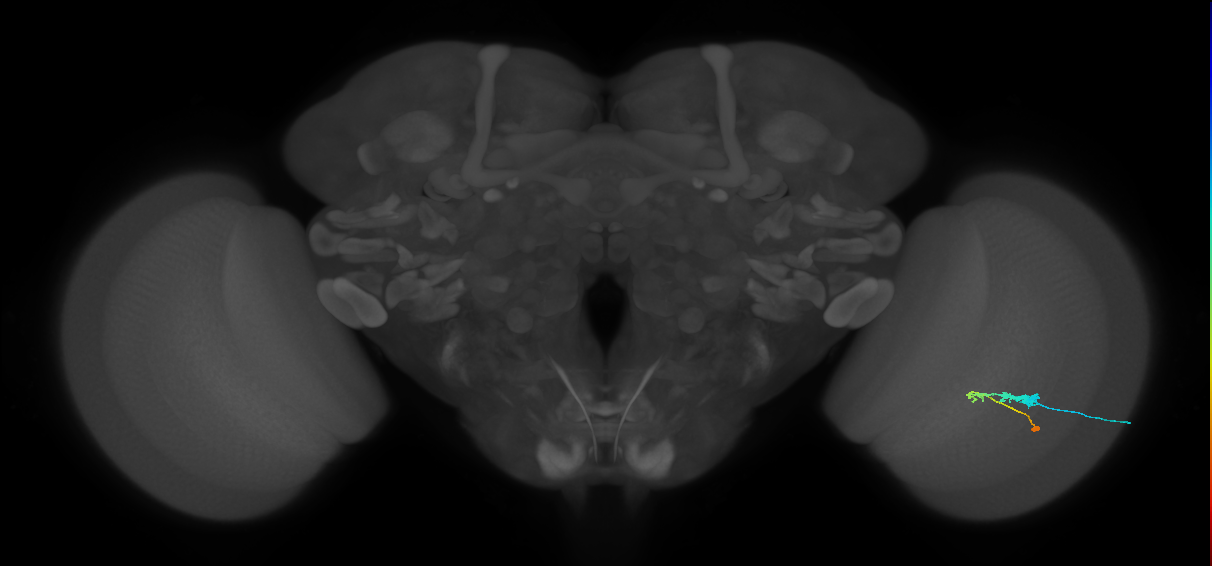 C3_R (JRC_OpticLobe:54855)
