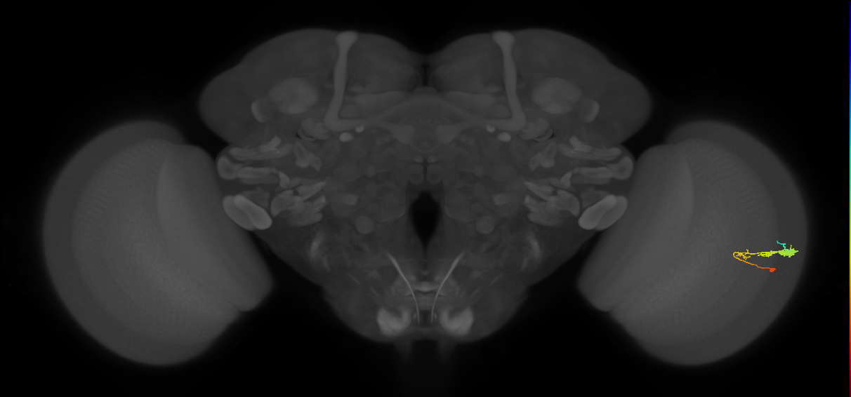 C3_R (JRC_OpticLobe:58605)