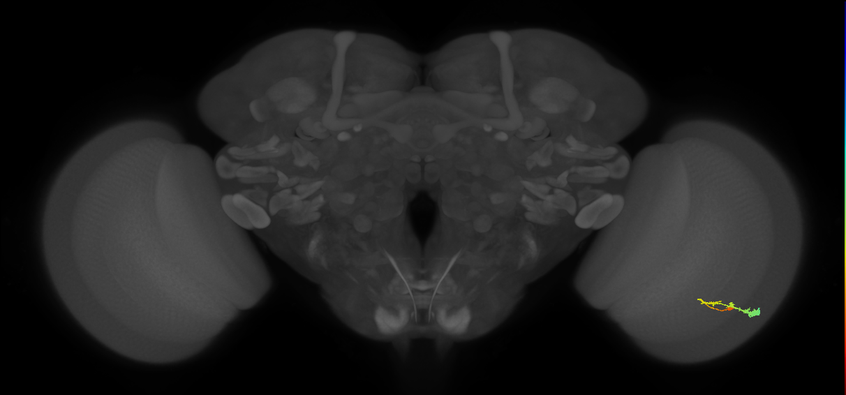 C3_R (JRC_OpticLobe:56571)