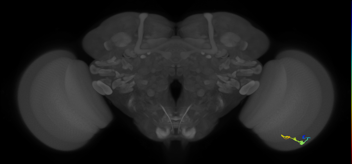 C3_R (JRC_OpticLobe:47880)