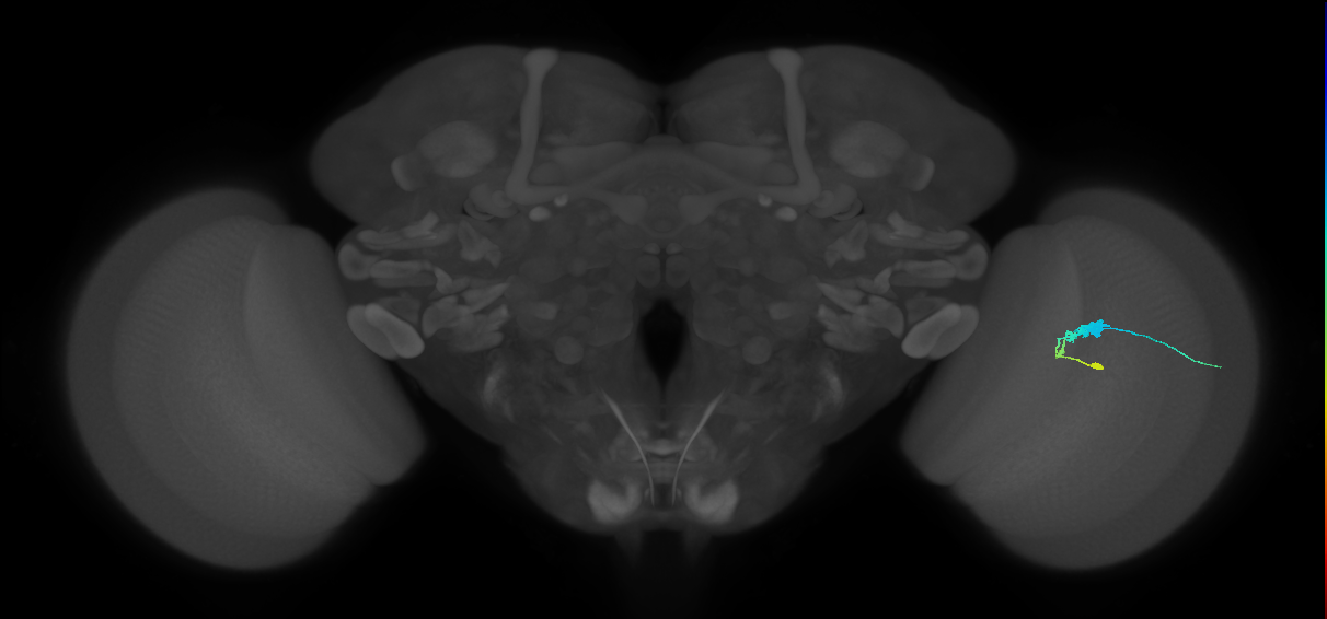 C3_R (JRC_OpticLobe:60094)