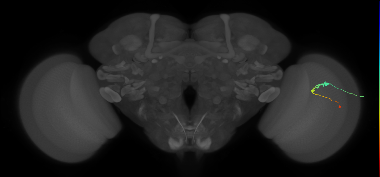 C3_R (JRC_OpticLobe:63686)