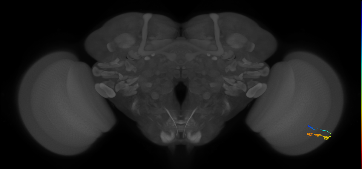 C3_R (JRC_OpticLobe:74615)