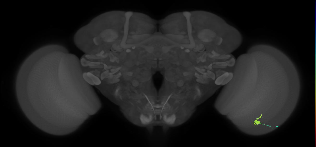 Cm1_R (JRC_OpticLobe:141251)