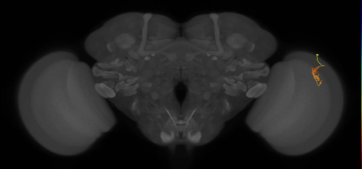 Cm1_R (JRC_OpticLobe:116370)