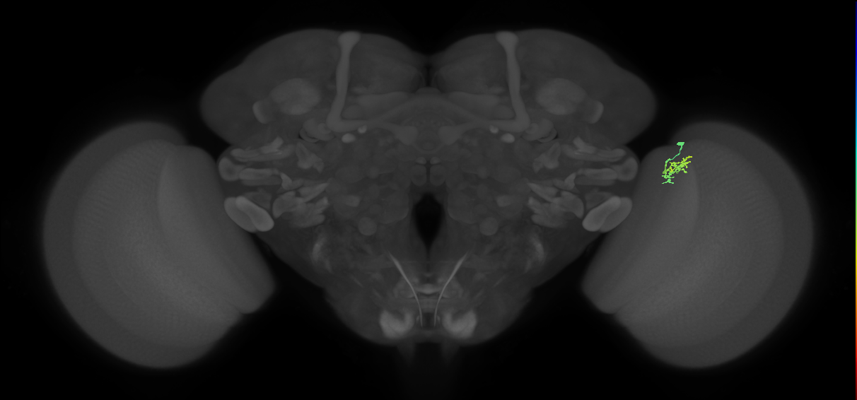 Cm1_R (JRC_OpticLobe:145992)