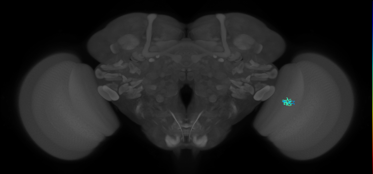 Cm1_R (JRC_OpticLobe:148496)