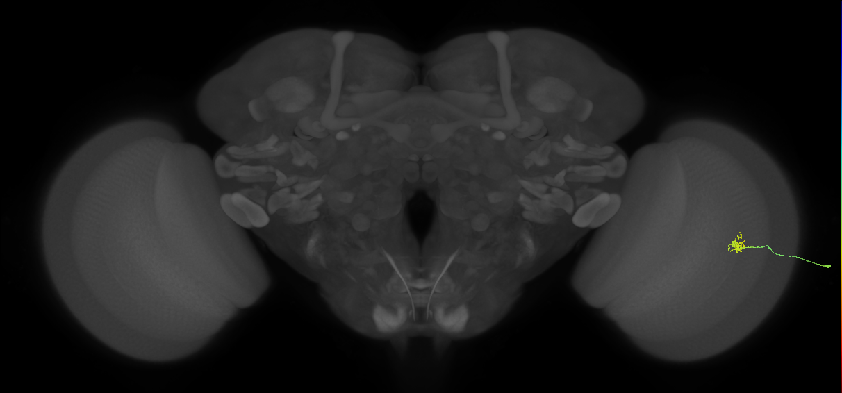 Cm1_R (JRC_OpticLobe:136537)
