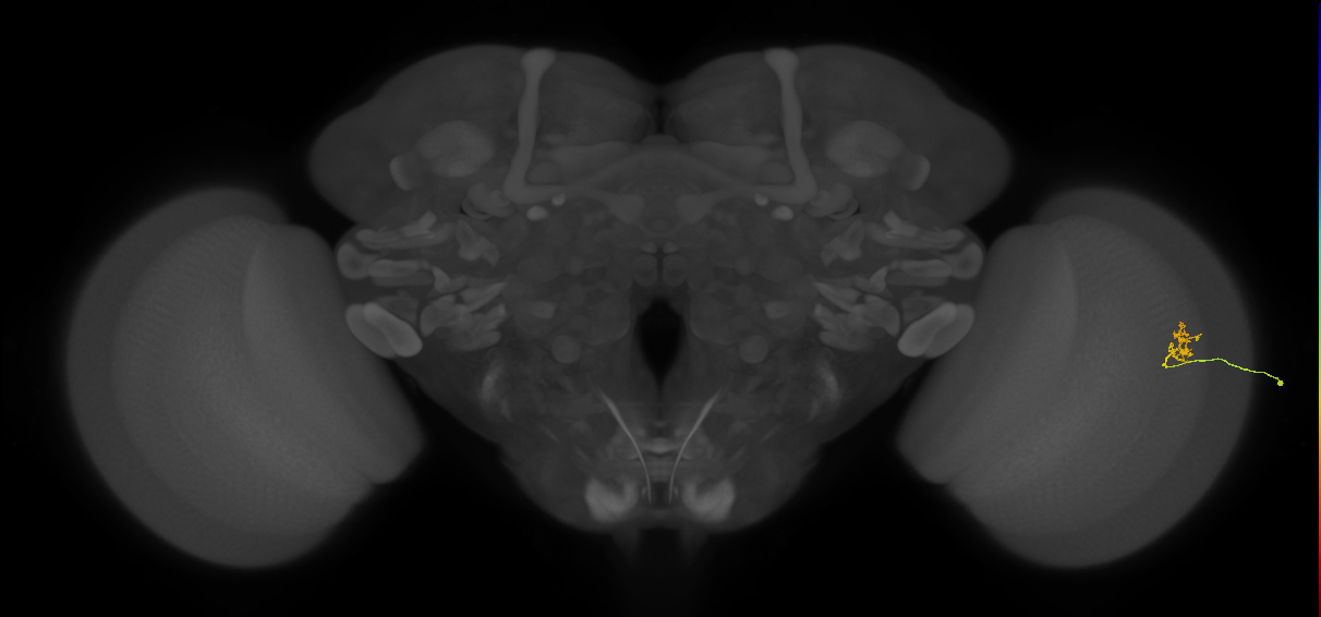 Cm1_R (JRC_OpticLobe:200662)