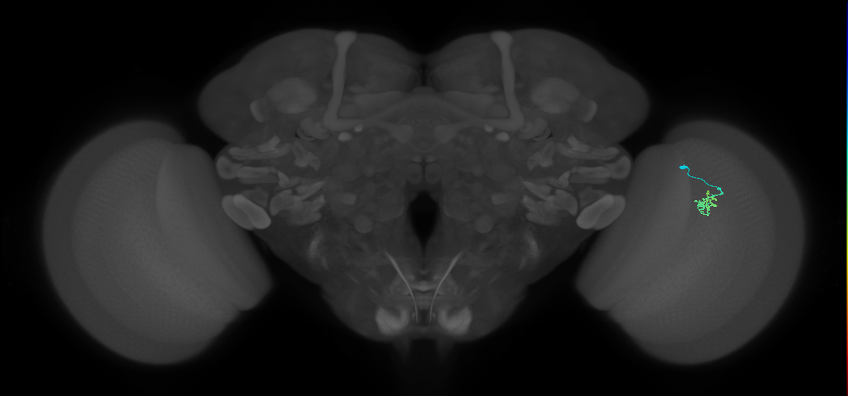 Cm1_R (JRC_OpticLobe:153202)