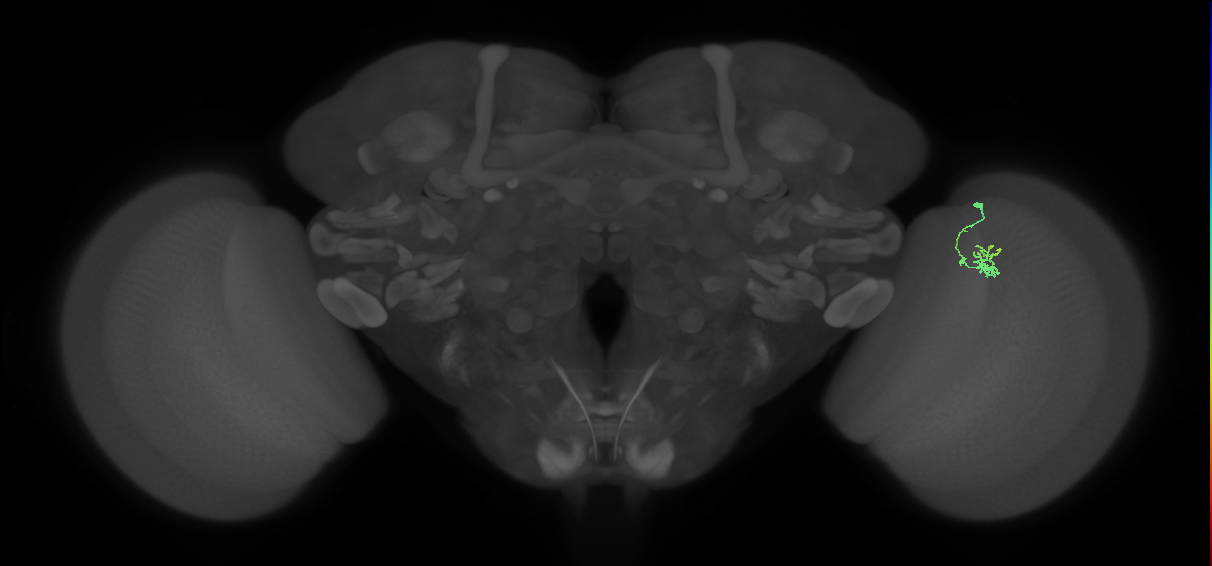 Cm1_R (JRC_OpticLobe:136985)