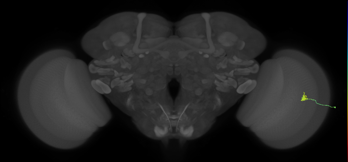 Cm1_R (JRC_OpticLobe:192989)