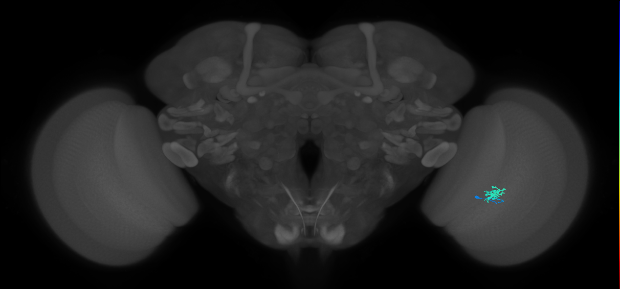 Cm1_R (JRC_OpticLobe:155149)