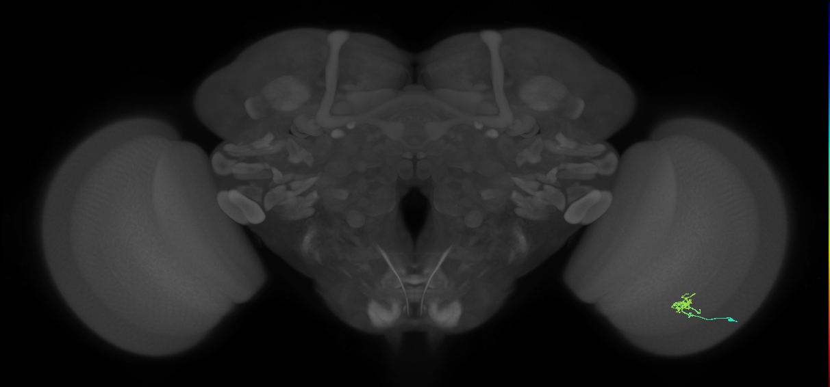 Cm1_R (JRC_OpticLobe:126772)