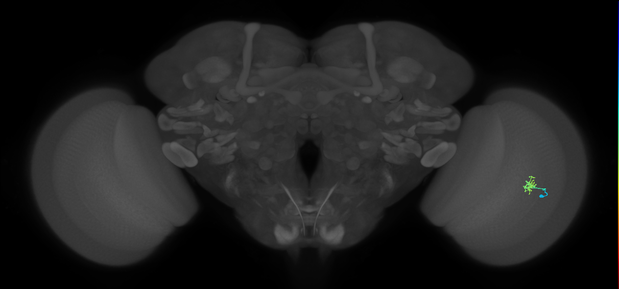 Cm1_R (JRC_OpticLobe:136566)