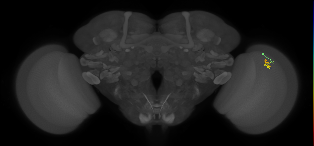 Cm1_R (JRC_OpticLobe:128918)