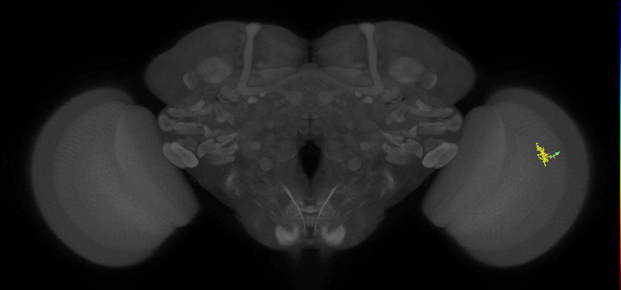 Cm1_R (JRC_OpticLobe:575566)