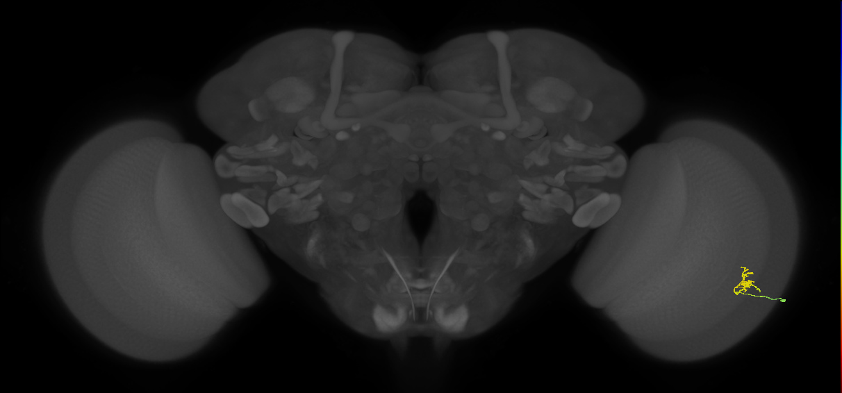 Cm1_R (JRC_OpticLobe:135841)
