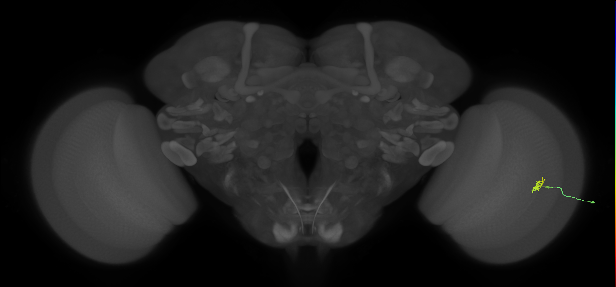 Cm1_R (JRC_OpticLobe:575256)