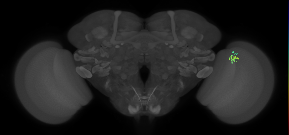 Cm1_R (JRC_OpticLobe:137859)