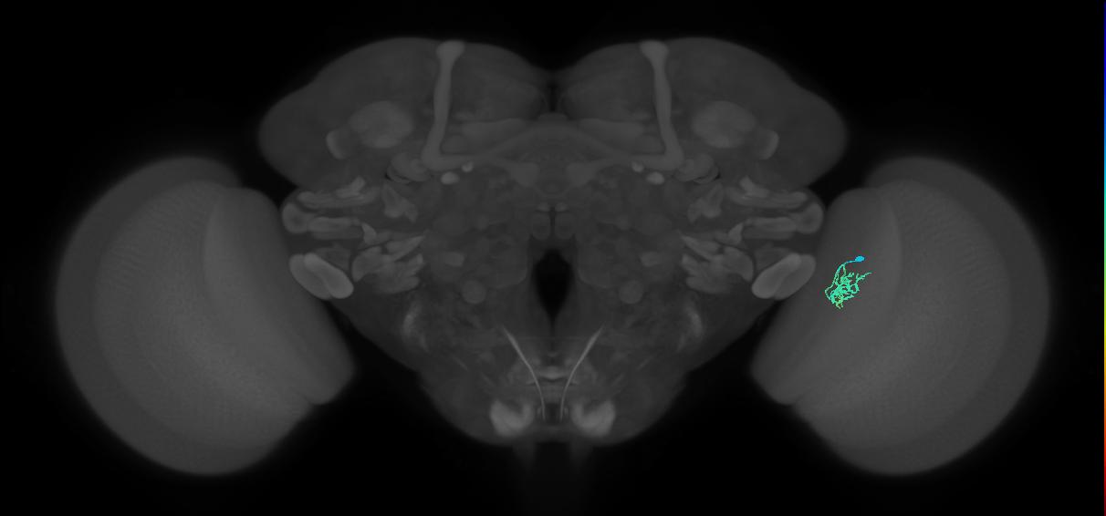 Cm1_R (JRC_OpticLobe:145472)