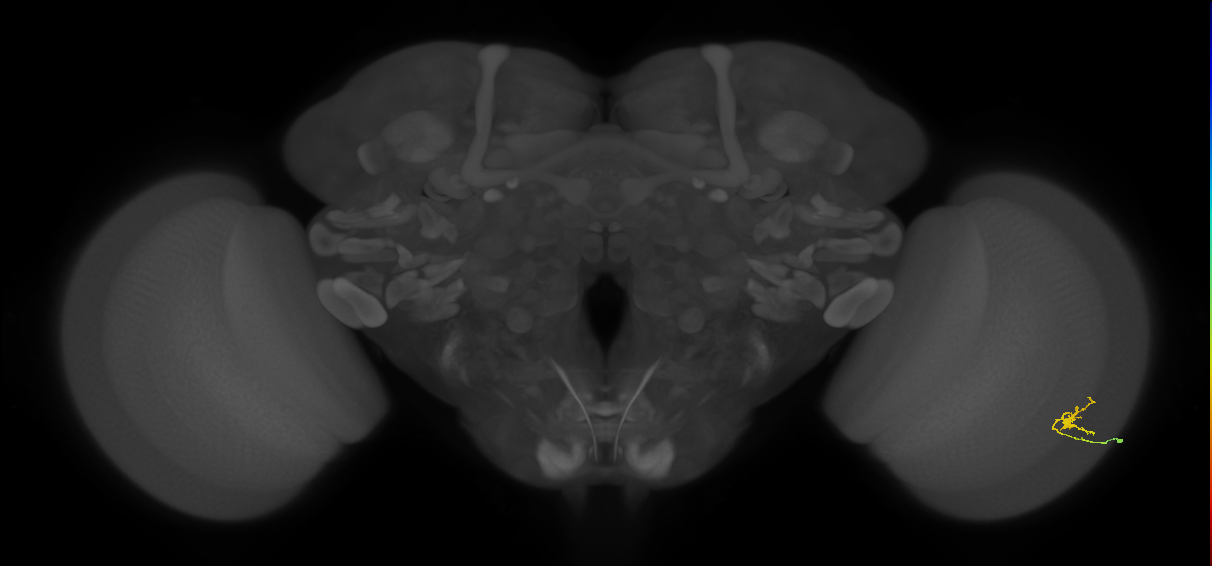 Cm1_R (JRC_OpticLobe:139556)